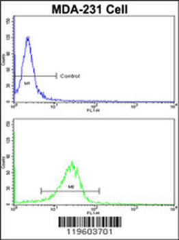 DLGAP1 Antibody (N-term)