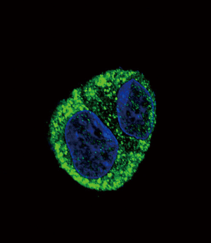 FGA Antibody (N-term)