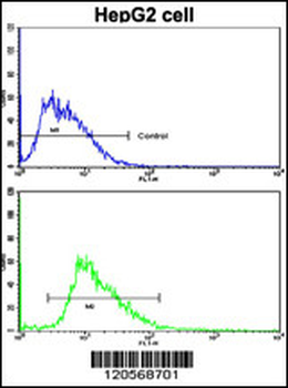 LAMB2 Antibody (C-term)