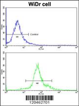 HOXB5 Antibody (C-term)