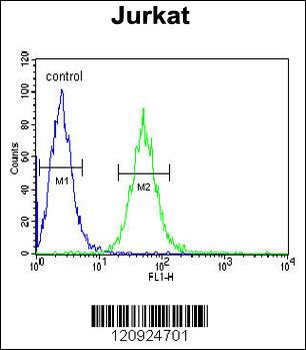BCKDHA Antibody (C-term)