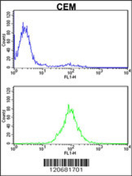 KPNB1 Antibody (N-term)