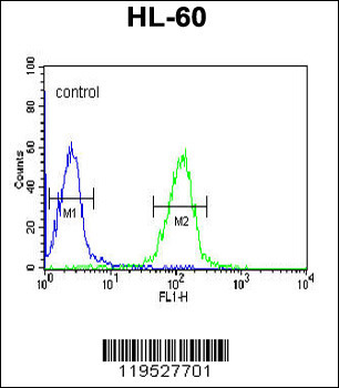 HLA-DRA Antibody (C-term)