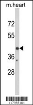 EGR3 Antibody (Center)