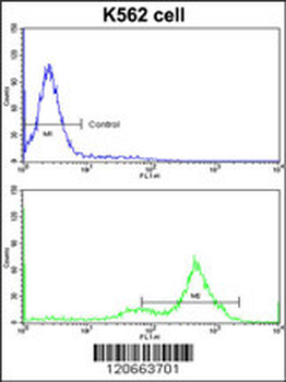 GATA2 Antibody (C-term)