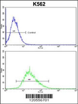 ITM2A Antibody (N-term)
