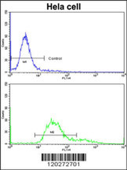 TOMM70A Antibody (C-term)