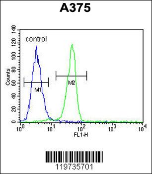 BGN Antibody (Center)