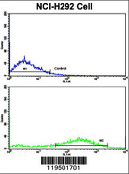 Fascin Antibody (Center)
