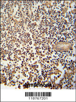 MCA1 Antibody (C-term)