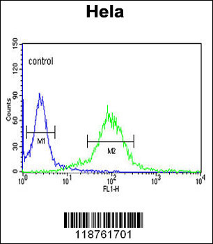 MAML3 Antibody (C-term)