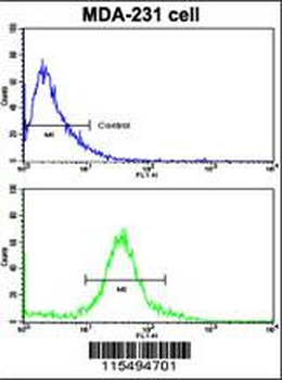 TIMP1 Antibody (N-term)