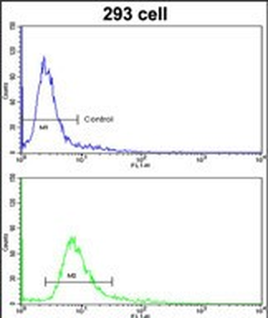 HOXA5 Antibody (C-term E211)