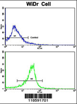 PRELP Antibody (C-term)