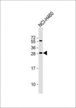 FGF18 Antibody (N-term)