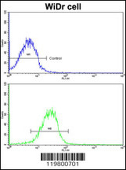 CLUAP1 Antibody (C-term)
