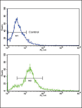 CD81 Antibody (C-term)