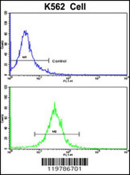 CFHL1 Antibody (C-term)