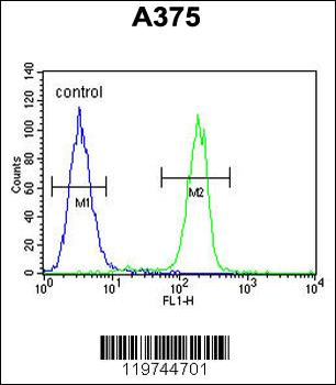 C1QTNF1 Antibody (N-term)