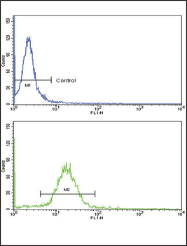 WNT10B Antibody (Center)