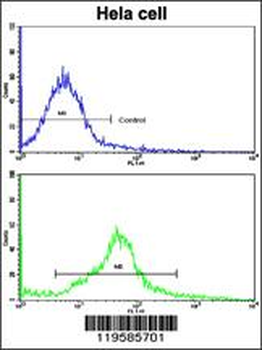 CREB3L1 Antibody (C-term)