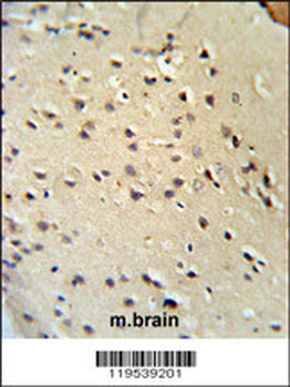 Lamin B1 Antibody (C-term)