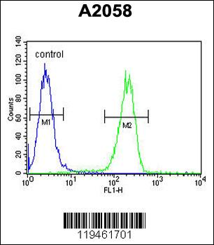 Annexin V Antibody (N-term)