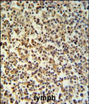 GZMB Antibody (C-term)