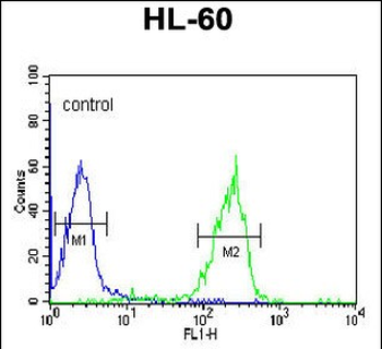 GZMB Antibody (N-term)