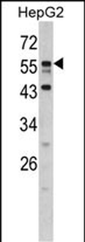 DONSON Antibody (N-term)