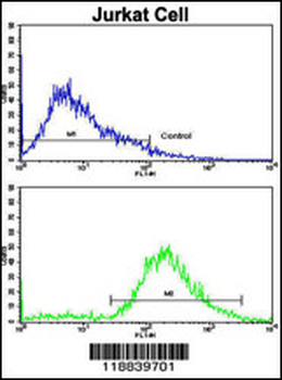 VIP Antibody (C-term)