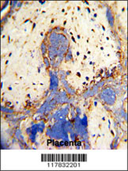 CPZ Antibody (N-term)