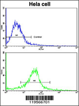 CLNS1A Antibody (Center)