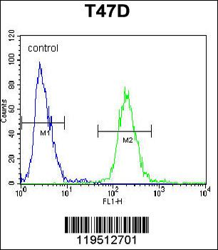 FIBB Antibody (N-term)