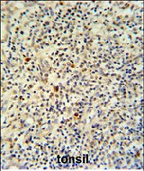 FLI1 Antibody (N-term K67)