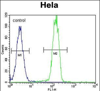 PARP1 Antibody (N-term)