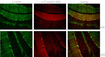 Mouse Pcp2 Antibody (C-term)