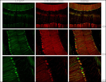 Mouse Pcp2 Antibody (N-term)