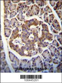 Kallikrein 8 Antibody (Center)