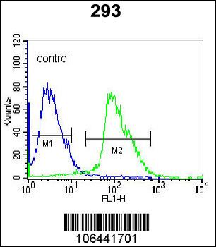 Kallikrein 7 Antibody (C-term)