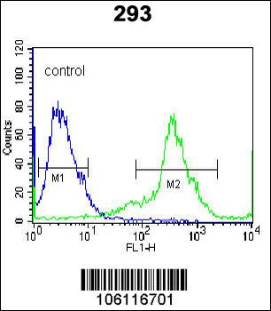 Kallikrein 6 Antibody (Center)