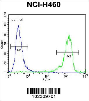 DSCR1L1 Antibody (N-term)
