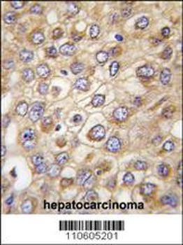 Claudin 2 (CLDN2) Antibody (N-term)