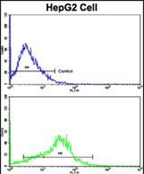 APP Antibody (N-term)