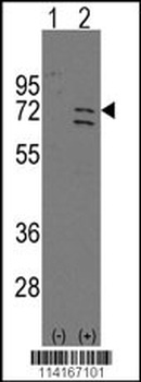 Parp6 Antibody (C-term)