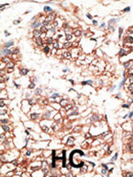 NRG3 Antibody (Center)