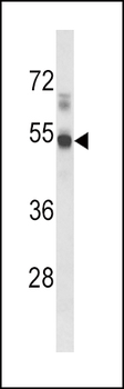EDG1 Antibody (N-term)