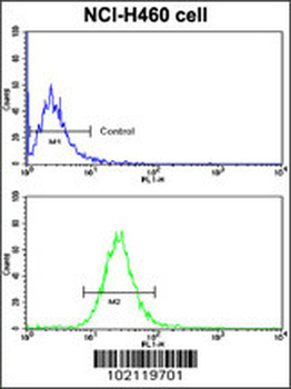 BACE1C Antibody (Center)