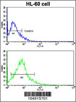 ACE2 (NCOVID / SARS Receptor) Antibody (Center)