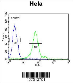 DDX47 Antibody (C-term)